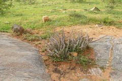 Caralluma adscendens var. fimbriata